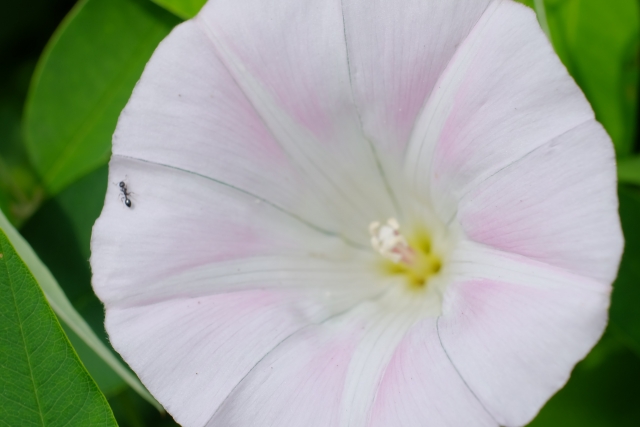 働きアリ　イメージ　画像