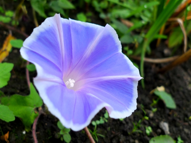 やりたいことをやる勇気とその行動力〜朝顔の芽の話〜